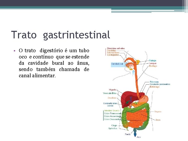 Trato gastrintestinal • O trato digestório é um tubo oco e contínuo que se