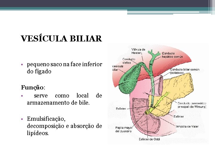 VESÍCULA BILIAR • pequeno saco na face inferior do fígado Função: • serve como