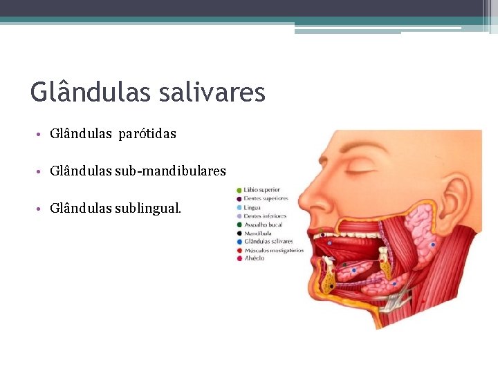 Glândulas salivares • Glândulas parótidas • Glândulas sub-mandibulares • Glândulas sublingual. 