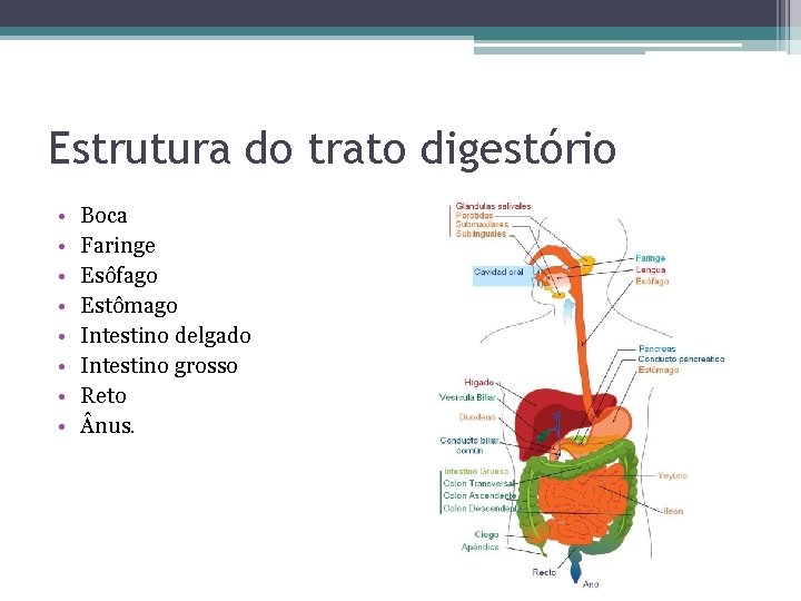 Estrutura do trato digestório • • Boca Faringe Esôfago Estômago Intestino delgado Intestino grosso