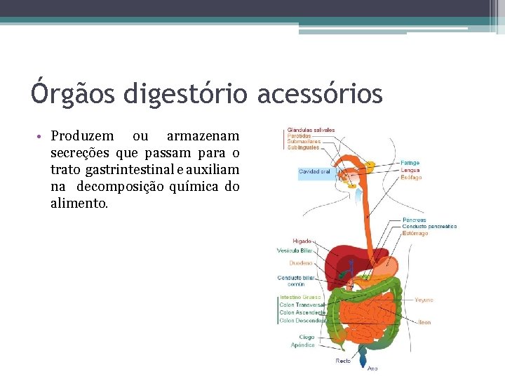 Órgãos digestório acessórios • Produzem ou armazenam secreções que passam para o trato gastrintestinal