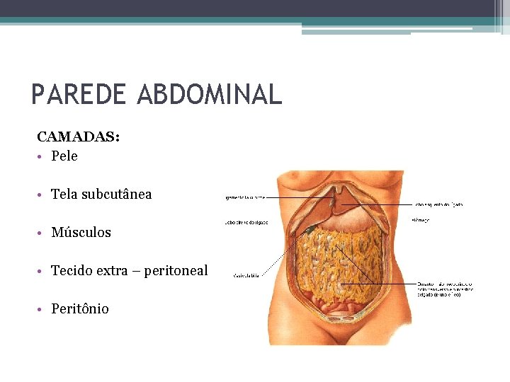 PAREDE ABDOMINAL CAMADAS: • Pele • Tela subcutânea • Músculos • Tecido extra –