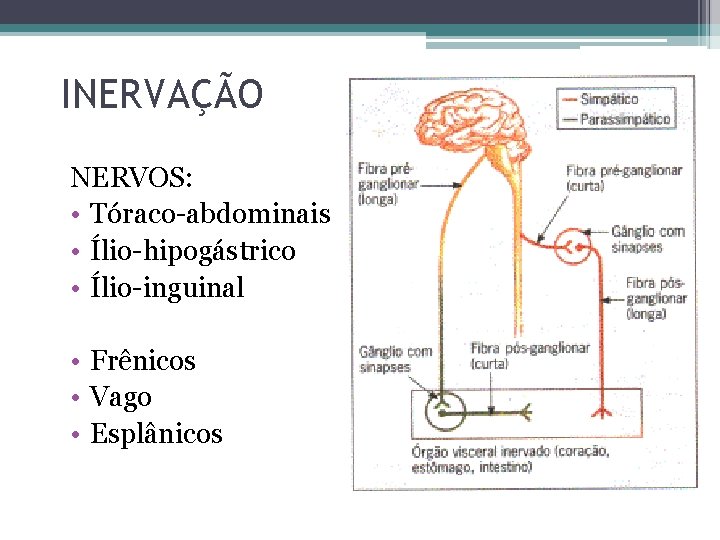 INERVAÇÃO NERVOS: • Tóraco-abdominais • Ílio-hipogástrico • Ílio-inguinal • Frênicos • Vago • Esplânicos