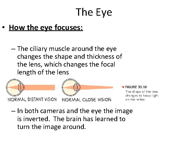 The Eye • How the eye focuses: – The ciliary muscle around the eye The Eye • How the eye focuses: – The ciliary muscle around the eye