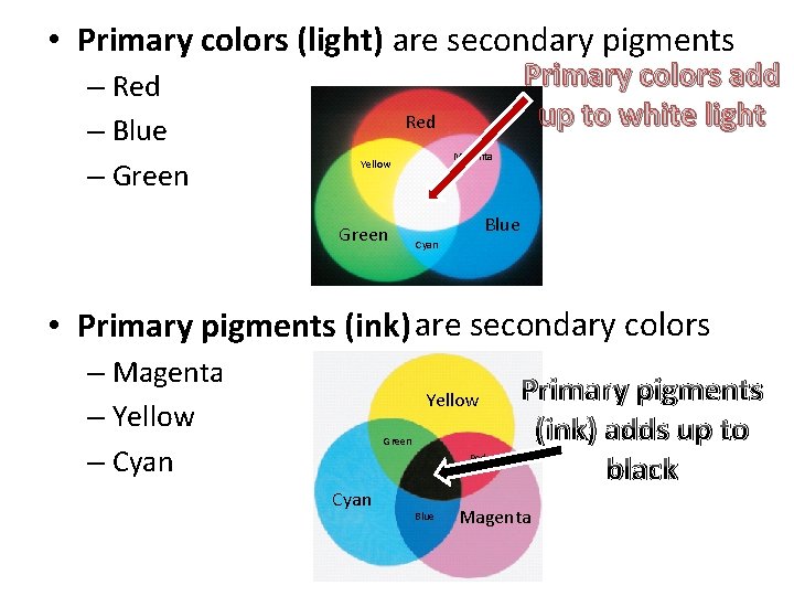 • Primary colors (light) are secondary pigments – Red – Blue – Green • Primary colors (light) are secondary pigments – Red – Blue – Green