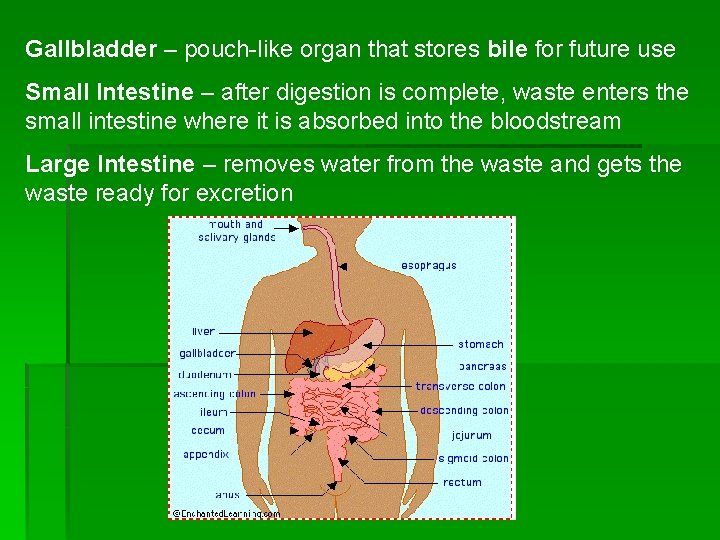 Gallbladder – pouch-like organ that stores bile for future use Small Intestine – after