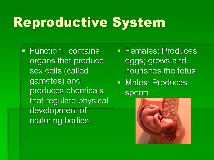 Reproductive System § Function: contains organs that produce sex cells (called gametes) and produces Reproductive System § Function: contains organs that produce sex cells (called gametes) and produces