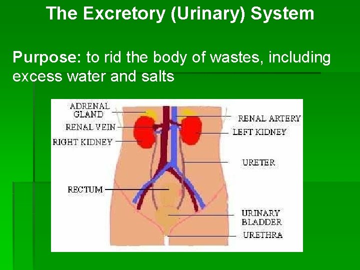 The Excretory (Urinary) System Purpose: to rid the body of wastes, including excess water