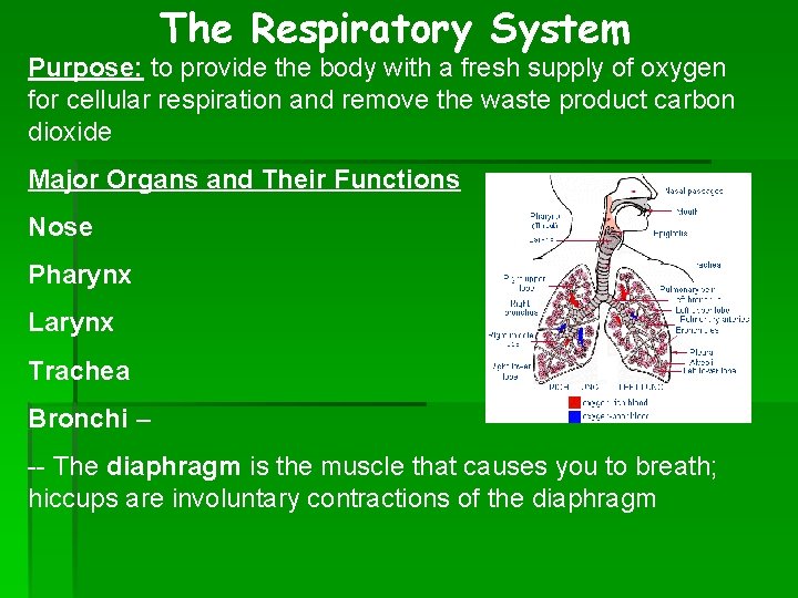 The Respiratory System Purpose: to provide the body with a fresh supply of oxygen