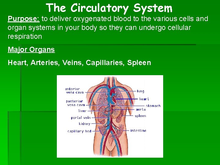 The Circulatory System Purpose: to deliver oxygenated blood to the various cells and organ