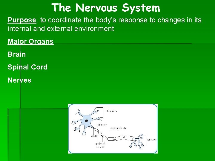 The Nervous System Purpose: to coordinate the body’s response to changes in its internal