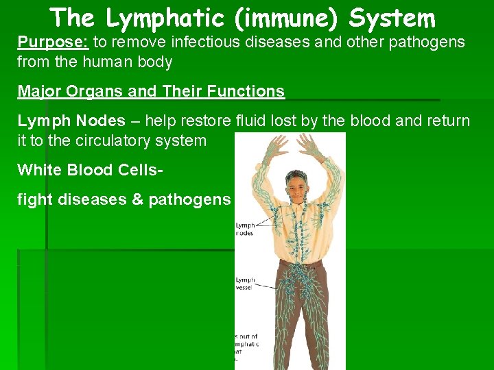 The Lymphatic (immune) System Purpose: to remove infectious diseases and other pathogens from the