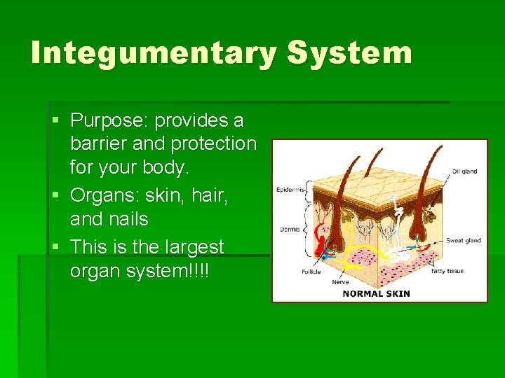 Integumentary System § Purpose: provides a barrier and protection for your body. § Organs: