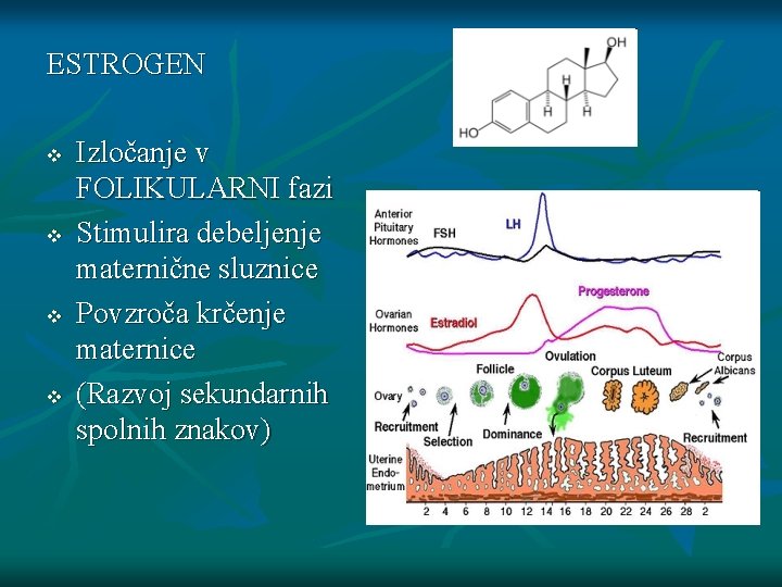 ESTROGEN v v Izločanje v FOLIKULARNI fazi Stimulira debeljenje maternične sluznice Povzroča krčenje maternice