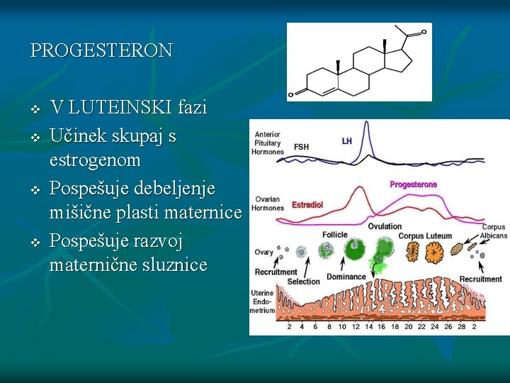 PROGESTERON v v V LUTEINSKI fazi Učinek skupaj s estrogenom Pospešuje debeljenje mišične plasti