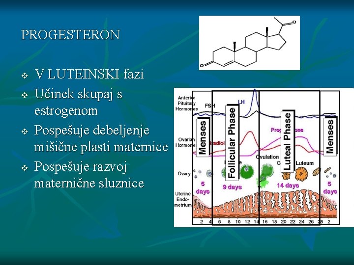 PROGESTERON v v V LUTEINSKI fazi Učinek skupaj s estrogenom Pospešuje debeljenje mišične plasti