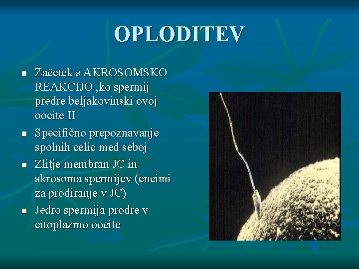 OPLODITEV n n Začetek s AKROSOMSKO REAKCIJO , ko spermij predre beljakovinski ovoj oocite