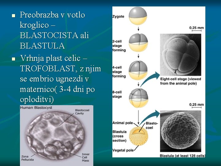 n n Preobrazba v votlo kroglico – BLASTOCISTA ali BLASTULA Vrhnja plast celic –
