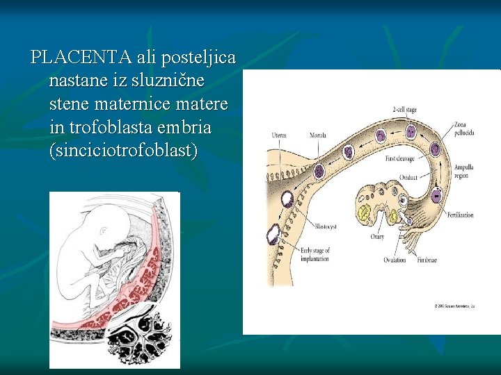 PLACENTA ali posteljica nastane iz sluznične stene maternice matere in trofoblasta embria (sinciciotrofoblast) 