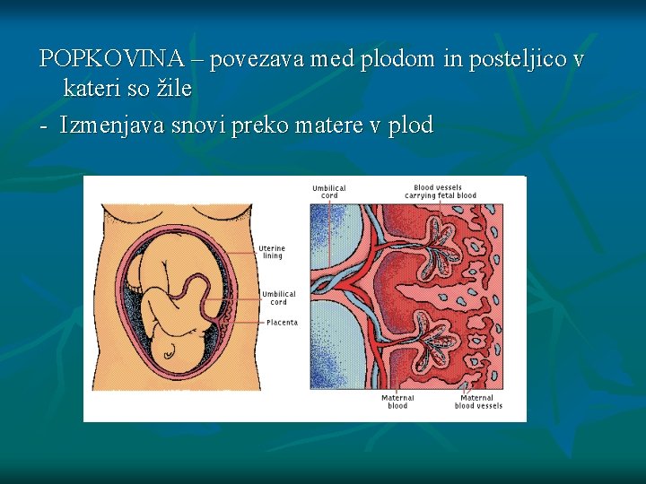 POPKOVINA – povezava med plodom in posteljico v kateri so žile - Izmenjava snovi