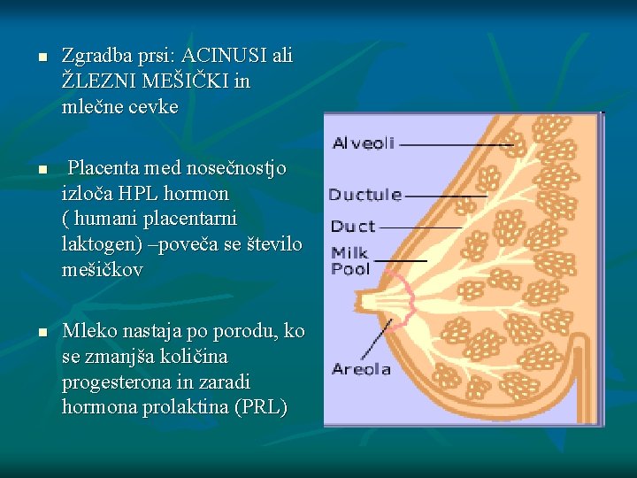 n n n Zgradba prsi: ACINUSI ali ŽLEZNI MEŠIČKI in mlečne cevke Placenta med