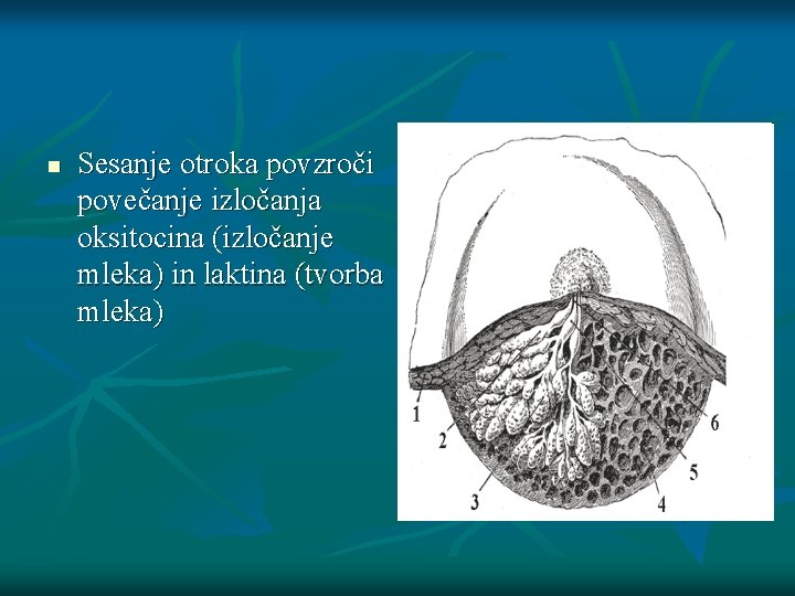 n Sesanje otroka povzroči povečanje izločanja oksitocina (izločanje mleka) in laktina (tvorba mleka) 