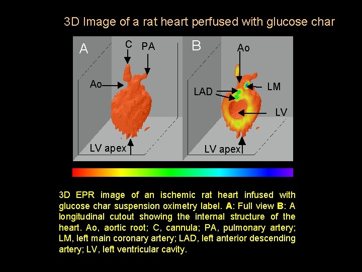 3 D Image of a rat heart perfused with glucose char C PA A