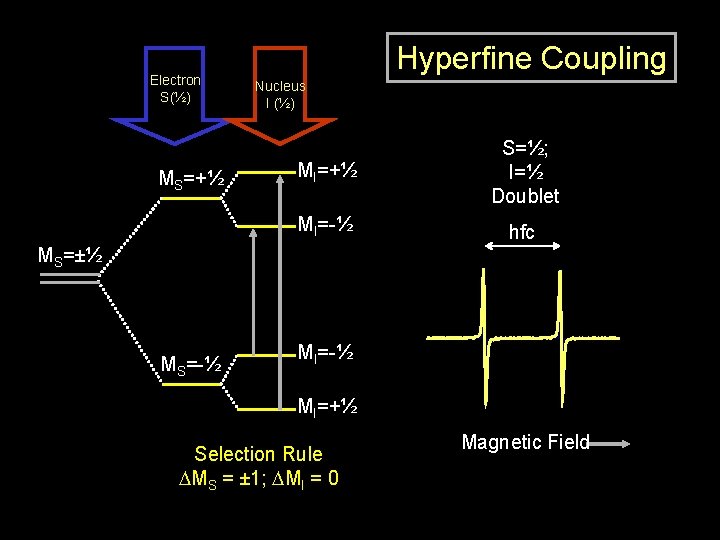 Electron S(½) MS=+½ Hyperfine Coupling Nucleus I (½) MI=+½ S=½; I=½ Doublet MI=-½ hfc