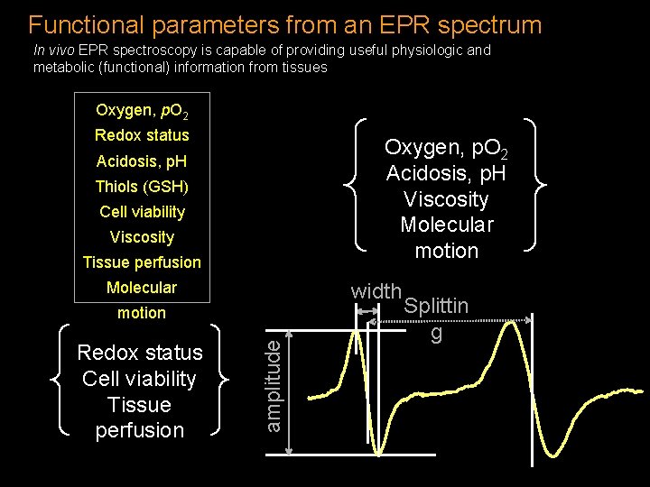 Functional parameters from an EPR spectrum In vivo EPR spectroscopy is capable of providing