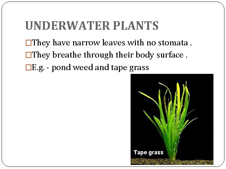 UNDERWATER PLANTS �They have narrow leaves with no stomata. �They breathe through their body UNDERWATER PLANTS �They have narrow leaves with no stomata. �They breathe through their body