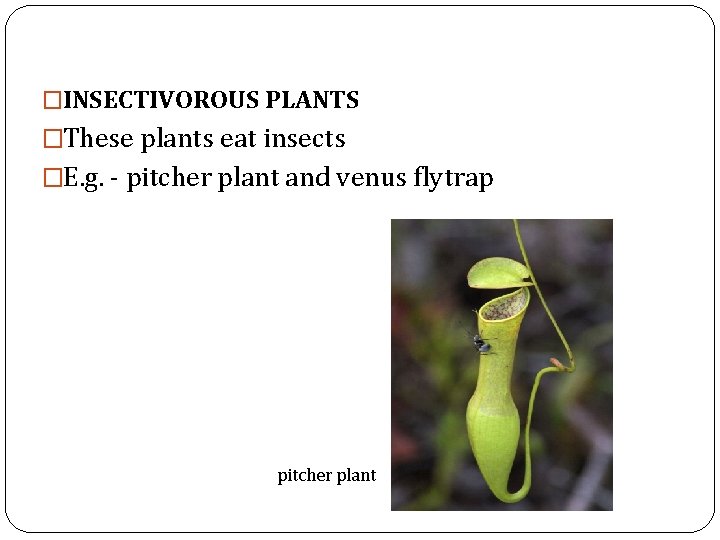 �INSECTIVOROUS PLANTS �These plants eat insects �E. g. - pitcher plant and venus flytrap �INSECTIVOROUS PLANTS �These plants eat insects �E. g. - pitcher plant and venus flytrap