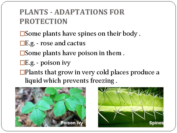 PLANTS - ADAPTATIONS FOR PROTECTION �Some plants have spines on their body. �E. g. PLANTS - ADAPTATIONS FOR PROTECTION �Some plants have spines on their body. �E. g.