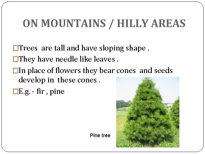 ON MOUNTAINS / HILLY AREAS �Trees are tall and have sloping shape. �They have ON MOUNTAINS / HILLY AREAS �Trees are tall and have sloping shape. �They have