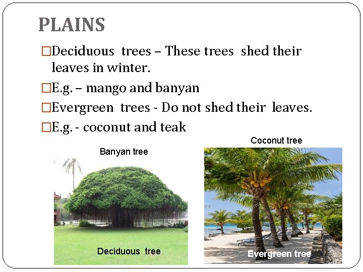 PLAINS �Deciduous trees – These trees shed their leaves in winter. �E. g. – PLAINS �Deciduous trees – These trees shed their leaves in winter. �E. g. –