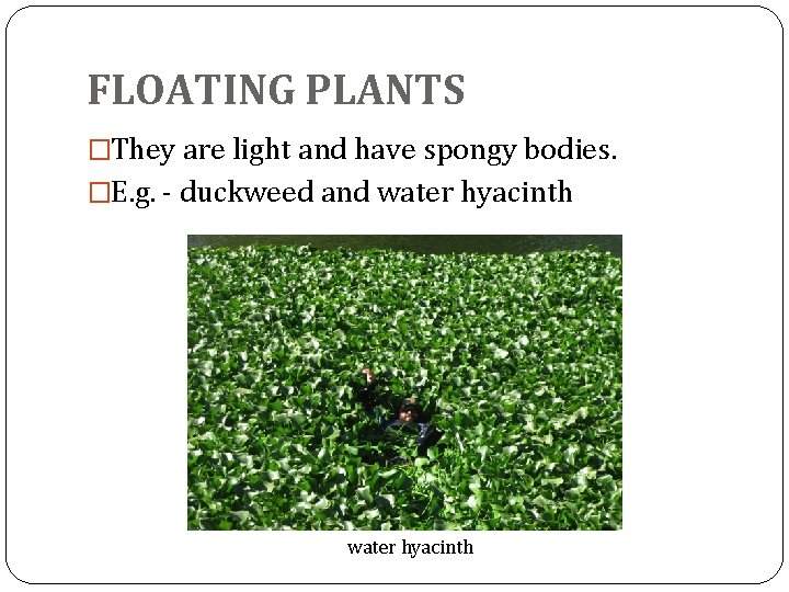 FLOATING PLANTS �They are light and have spongy bodies. �E. g. - duckweed and FLOATING PLANTS �They are light and have spongy bodies. �E. g. - duckweed and