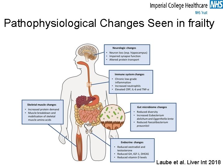 Pathophysiological Changes Seen in frailty Laube et al. Liver Int 2018 