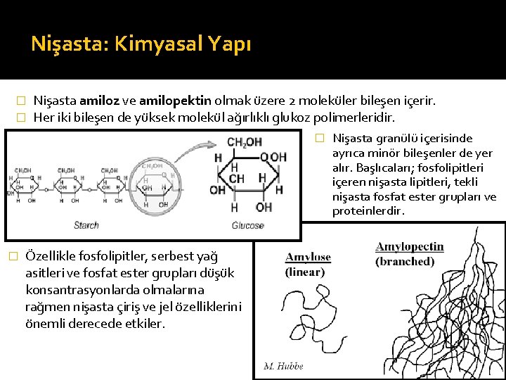 Nişasta: Kimyasal Yapı � � Nişasta amiloz ve amilopektin olmak üzere 2 moleküler bileşen