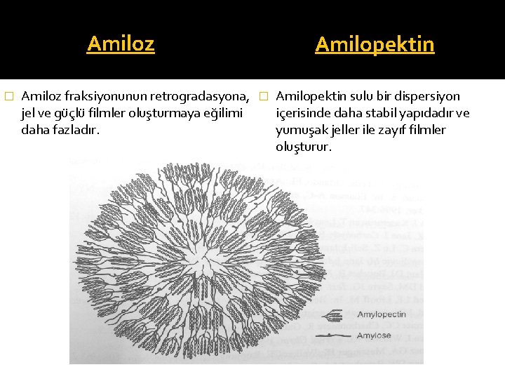 Amiloz � Amilopektin Amiloz fraksiyonunun retrogradasyona, � Amilopektin sulu bir dispersiyon jel ve güçlü