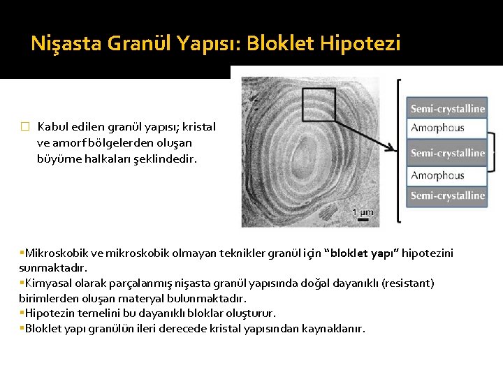 Nişasta Granül Yapısı: Bloklet Hipotezi � Kabul edilen granül yapısı; kristal ve amorf bölgelerden
