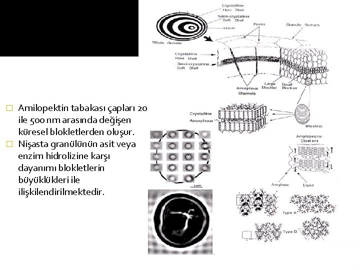Amilopektin tabakası çapları 20 ile 500 nm arasında değişen küresel blokletlerden oluşur. � Nişasta