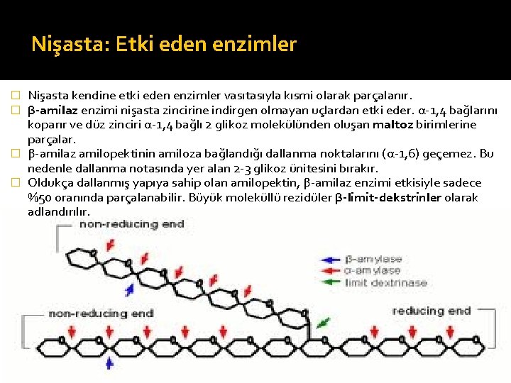 Nişasta: Etki eden enzimler Nişasta kendine etki eden enzimler vasıtasıyla kısmi olarak parçalanır. β-amilaz