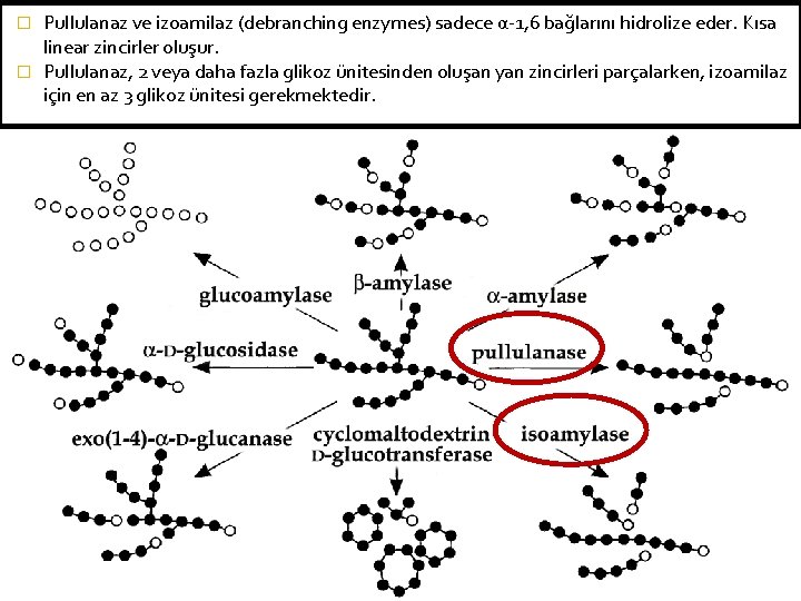 Pullulanaz ve izoamilaz (debranching enzymes) sadece α-1, 6 bağlarını hidrolize eder. Kısa linear zincirler