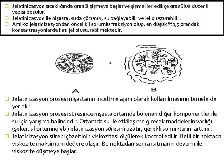 Jelatinizasyon sıcaklığında granül şişmeye başlar ve şişme ilerledikçe granülün düzenli yapısı bozulur. � Jelatinizasyon