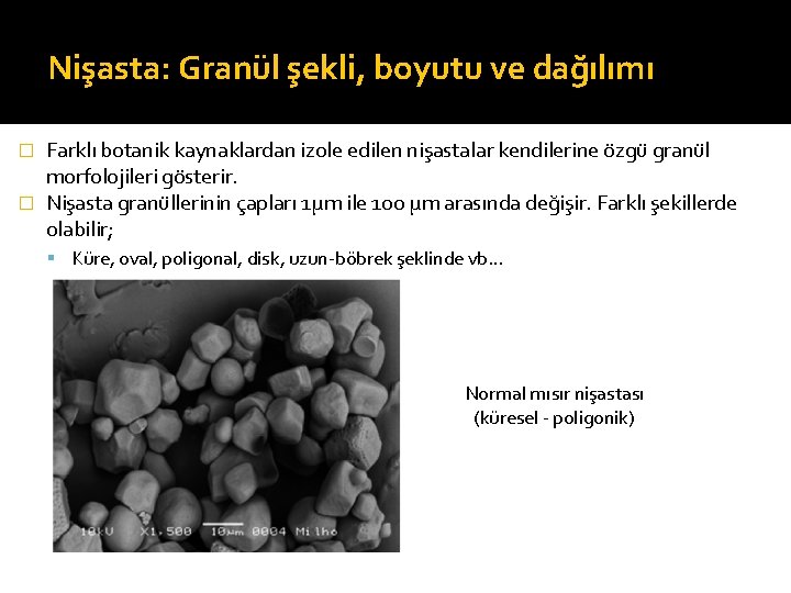 Nişasta: Granül şekli, boyutu ve dağılımı Farklı botanik kaynaklardan izole edilen nişastalar kendilerine özgü