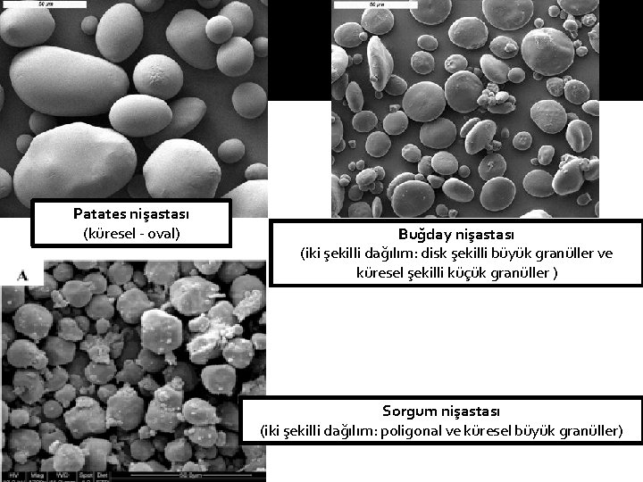 Patates nişastası (küresel - oval) Buğday nişastası (iki şekilli dağılım: disk şekilli büyük granüller