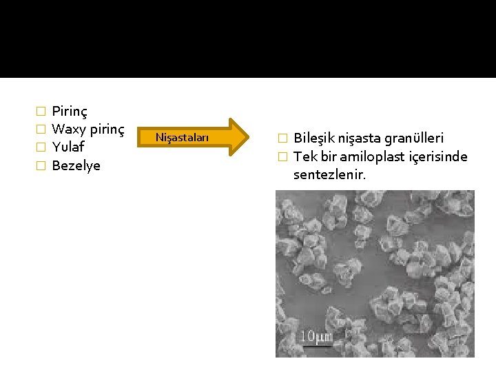 � � Pirinç Waxy pirinç Yulaf Bezelye Nişastaları � � Bileşik nişasta granülleri Tek
