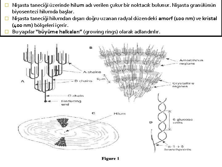 Nişasta taneciği üzerinde hilum adı verilen çukur bir noktacık bulunur. Nişasta granülünün biyosentezi hilumda
