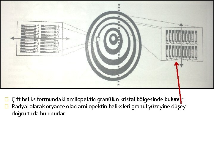 � � Çift heliks formundaki amilopektin granülün kristal bölgesinde bulunur. Radyal olarak oryante olan