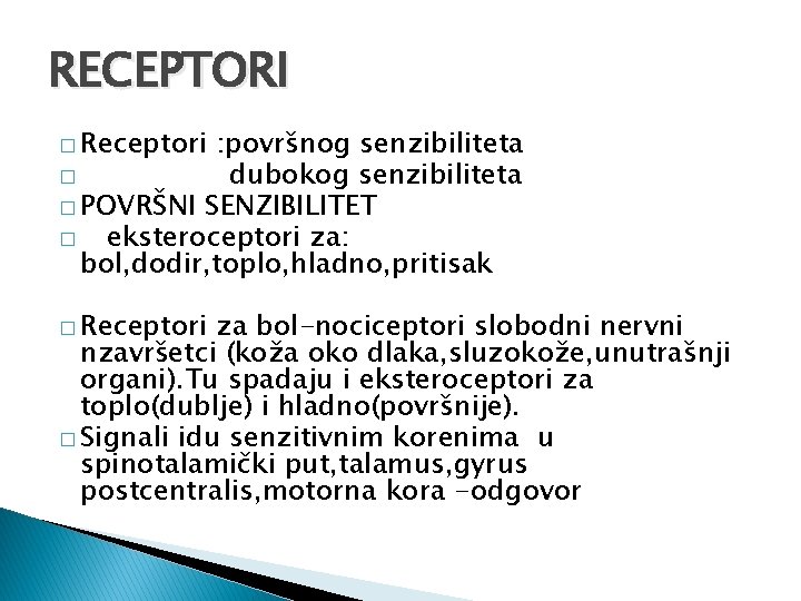 RECEPTORI � Receptori : površnog senzibiliteta � dubokog senzibiliteta � POVRŠNI SENZIBILITET � eksteroceptori