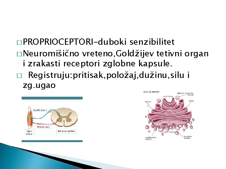 � PROPRIOCEPTORI-duboki senzibilitet � Neuromišično vreteno, Goldžijev tetivni organ i zrakasti receptori zglobne kapsule.